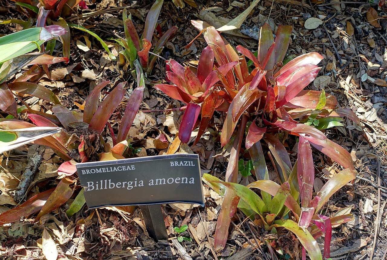 Billbergia amoena: Botanical specimen in the Marie Selby Botanical Gardens - Sarasota, Florida, USA.