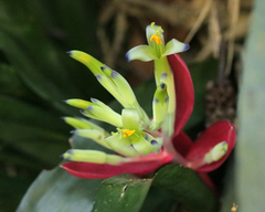 Billbergia amoena (Billbergia amoena)