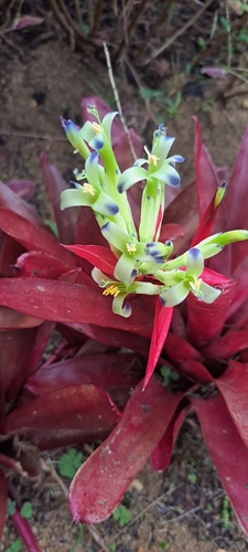 Billbergia amoena (Billbergia amoena)