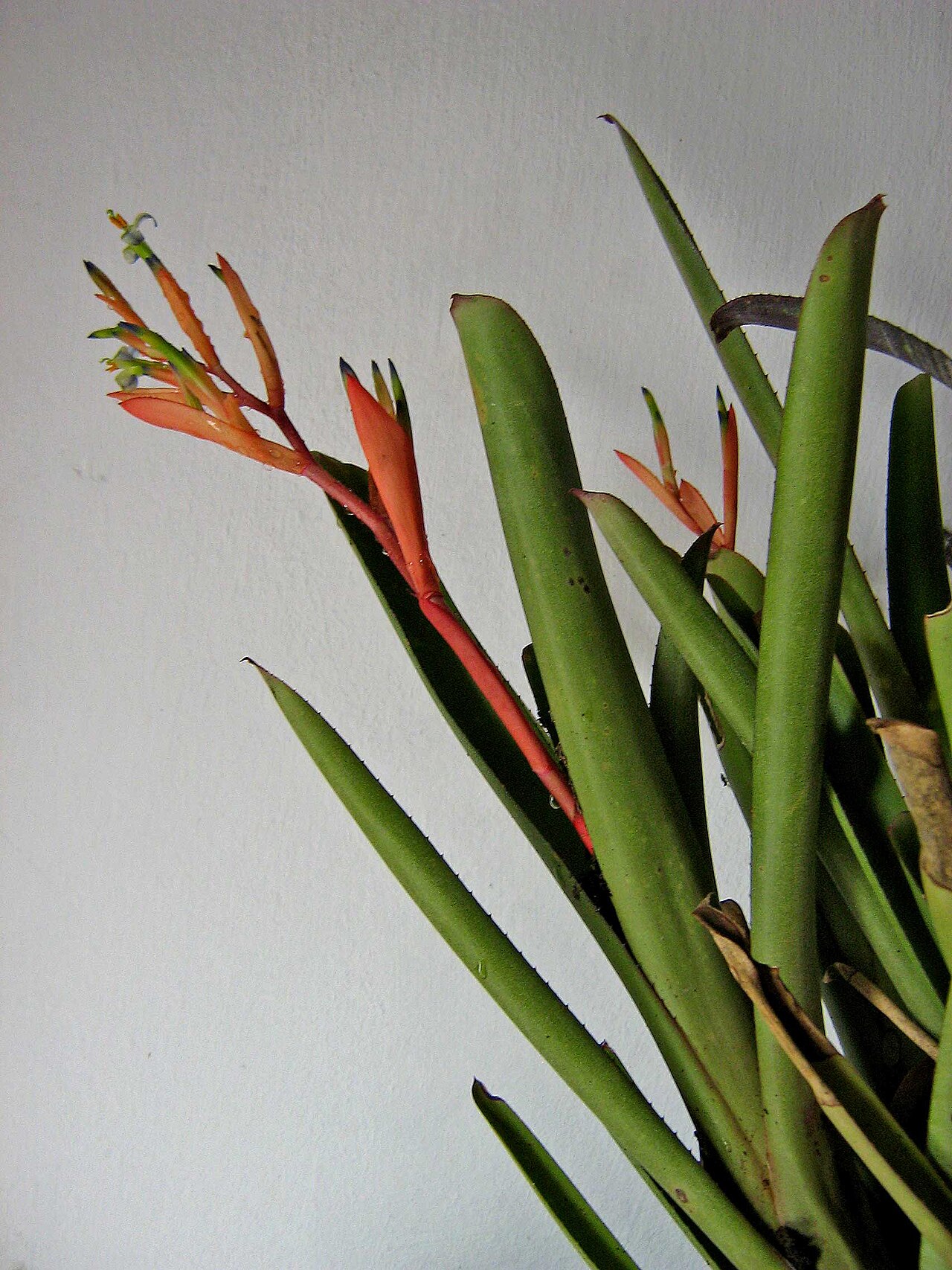 Billbergia amoena: Needs confirmation. Wild plant, collected in the area of São José del Rey, Minas Gerais, Brazil.