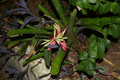 Billbergia amoena (Billbergia amoena)