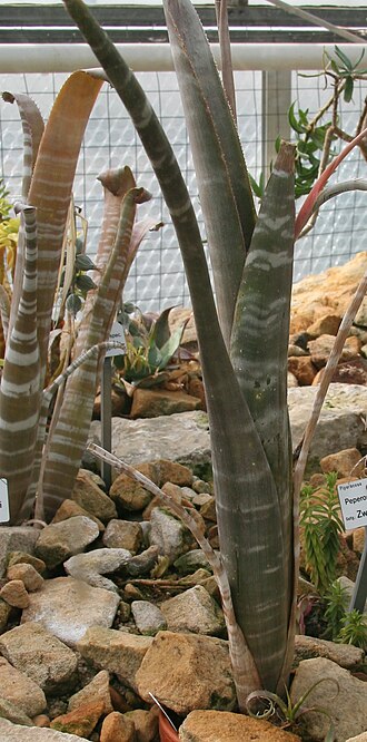 Billbergia brasiliensis: Billbergia kuhlmannii im Botanischen Garten Dresden