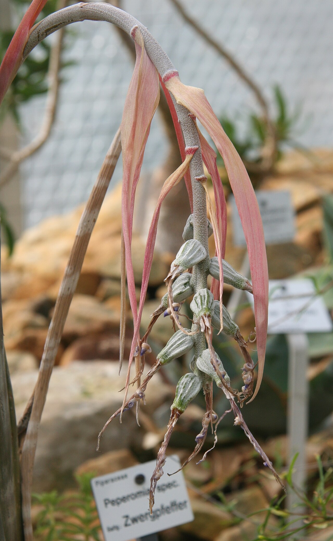 Billbergia brasiliensis: Billbergia kuhlmannii im Botanischen Garten Dresden