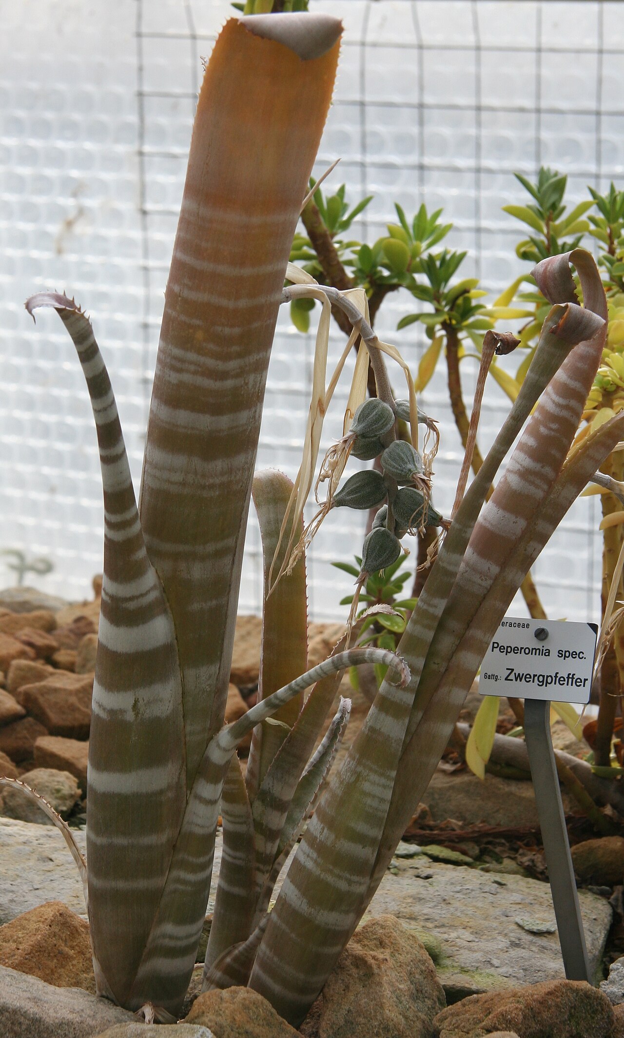 Billbergia brasiliensis: Billbergia kuhlmannii im Botanischen Garten Dresden