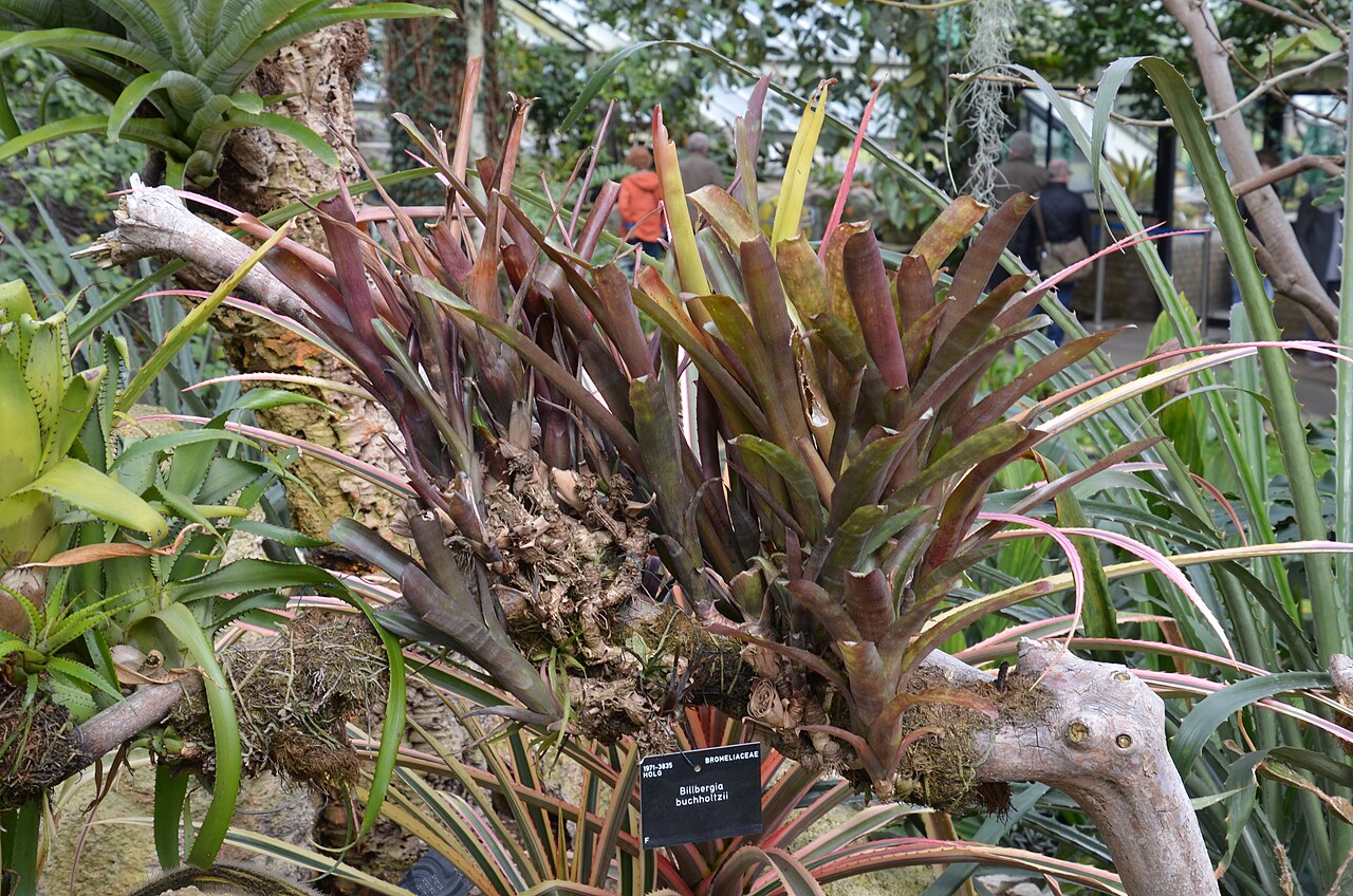 Billbergia buchholtzii: Spécimen de Billbergia buchholtzii au Royal Botanical Gardens de Kew, Londres, Royaume-Uni