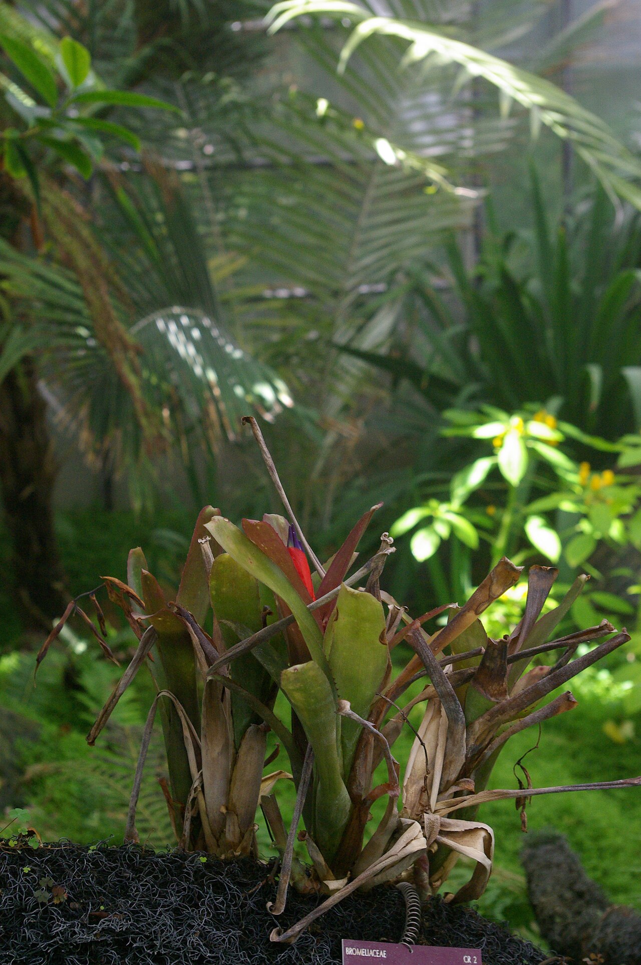 Billbergia chlorantha: Billbergia chlorantha, Conservatoire botanique national de Brest