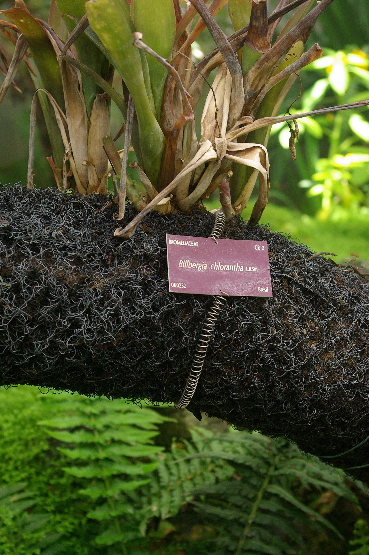 Billbergia chlorantha: Billbergia chlorantha, Conservatoire botanique national de Brest