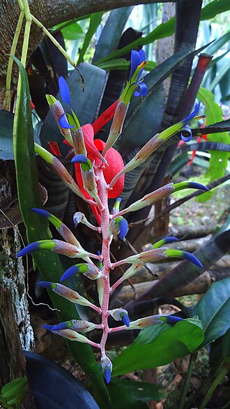 Billbergia chlorostica: Billbergia chlorosticta Saunders Hortus