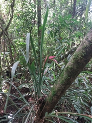 Billbergia distachia (Billbergia distachia)