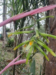 Billbergia distachia (Billbergia distachia)