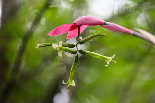 Billbergia distachia (Billbergia distachia)