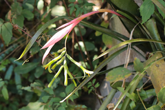 Billbergia distachia (Billbergia distachia)