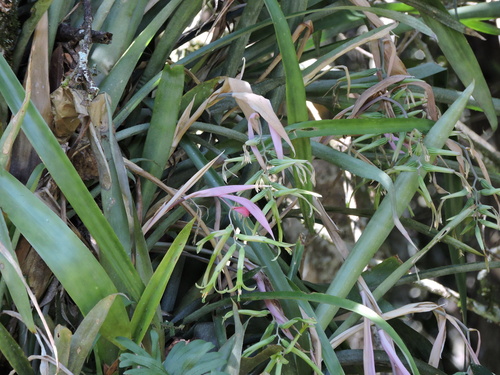 Billbergia distachia (Billbergia distachia)
