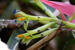 Billbergia distachia (Billbergia distachia)