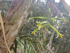 Billbergia distachia (Billbergia distachia)