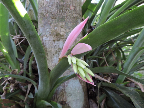 Billbergia distachia (Billbergia distachia)