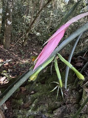 Billbergia distachia (Billbergia distachia)