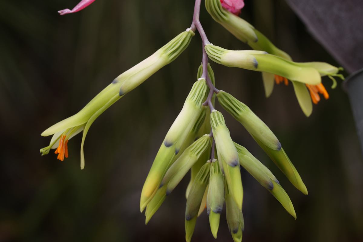 Billbergia distachya: Billbergia distachya flowers