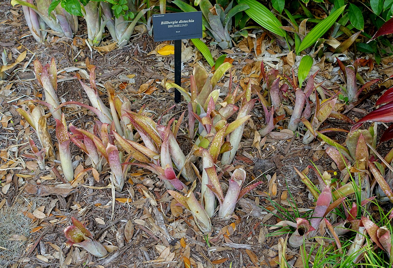 Billbergia distachya: Botanical specimen in McKee Botanical Garden - Vero Beach, Florida, USA.