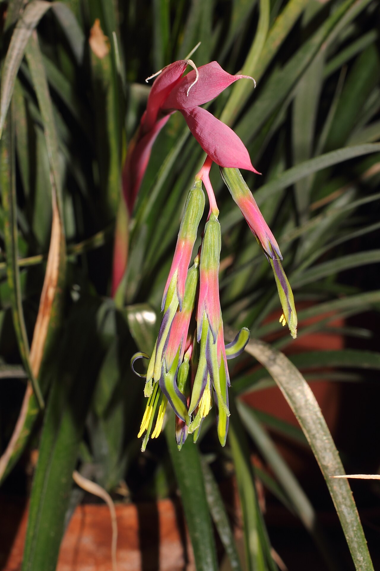 Billbergia eloiseae: Inflorescence of Billbergia eloiseae in the botanical garden of Graz, Austria