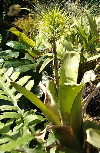 Billbergia horrida (Billbergia horrida)