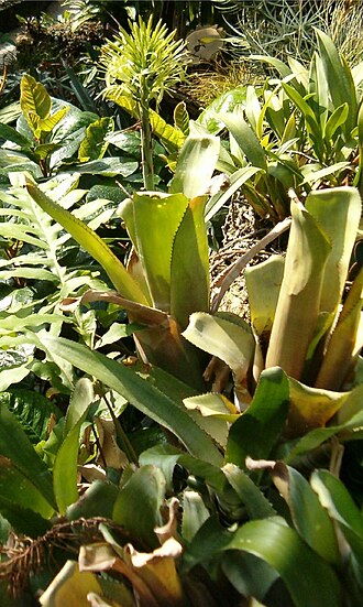 Billbergia horrida (Billbergia horrida)