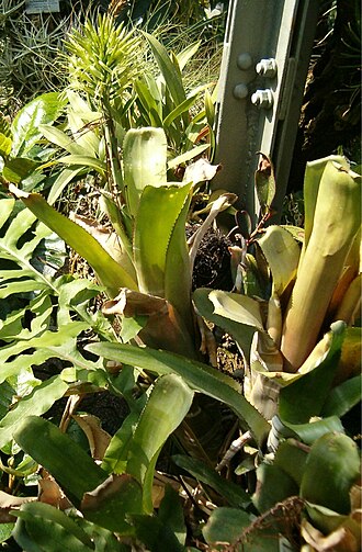 Billbergia horrida (Billbergia horrida)