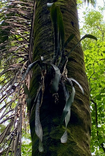 Billbergia jandebrabanderi (Billbergia jandebrabanderi)