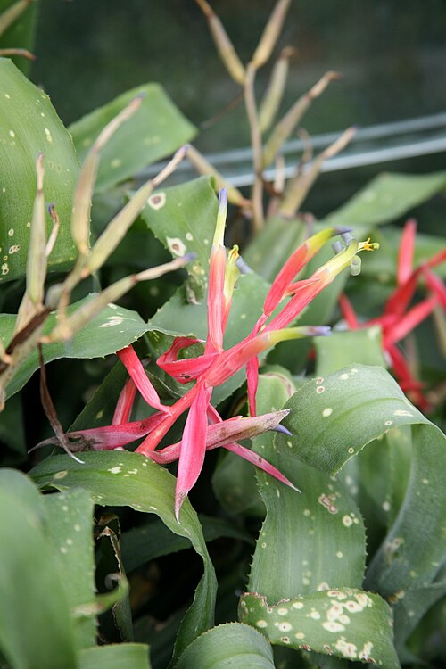 Billbergia leptopoda: Billbergia leptopoda Member of the Bromeliad family - Bromeliaceae