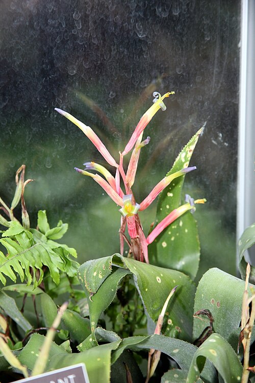 Billbergia leptopoda: Billbergia leptopoda Member of the Bromeliad family - Bromeliaceae