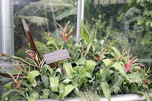 Billbergia leptopoda: Billbergia leptopoda Member of the Bromeliad family - Bromeliaceae. United States Botanic Garden
