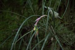 Queen's-tears (Billbergia nutans)