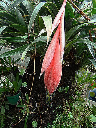 Queen's-tears: Known as Queen's Tears for an inflorescence which is just beginning to appear. Mainly an Amazon species. Bogota Botanical Gardens.
