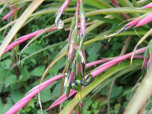 Queen's-tears: Billbergia nutans