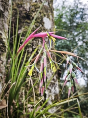 Queen's-tears (Billbergia nutans)