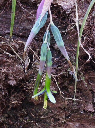 Queen's-tears (Billbergia nutans)