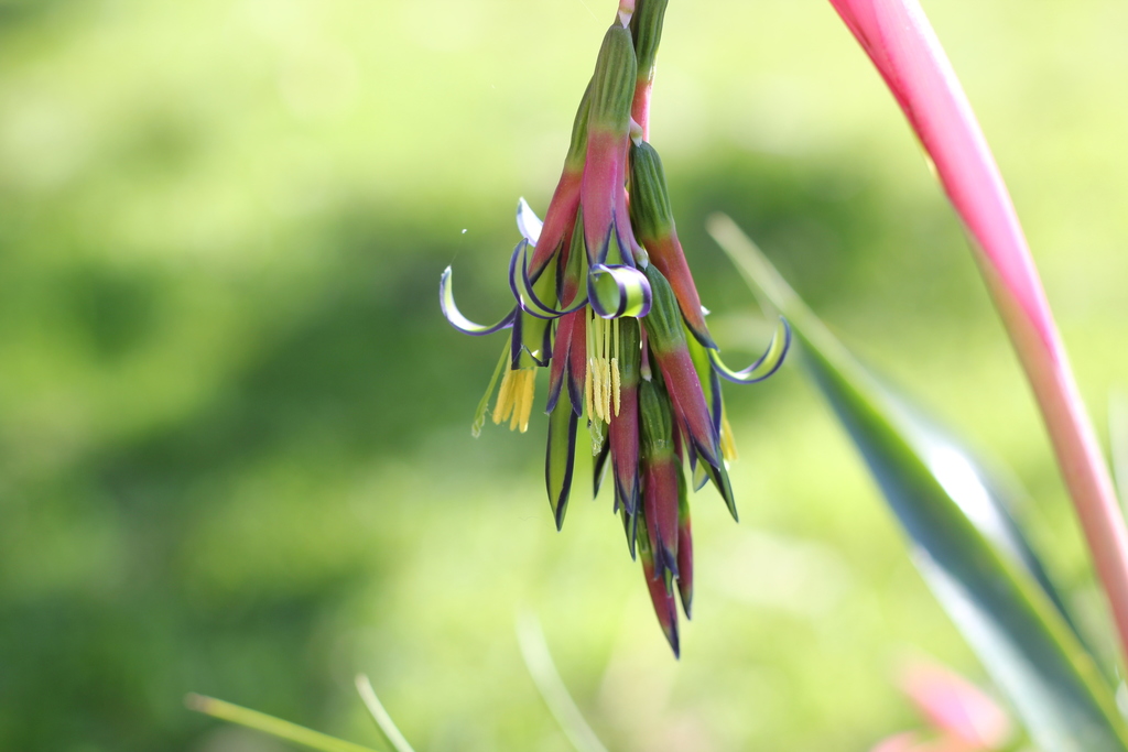 Queen's-tears (Billbergia nutans)