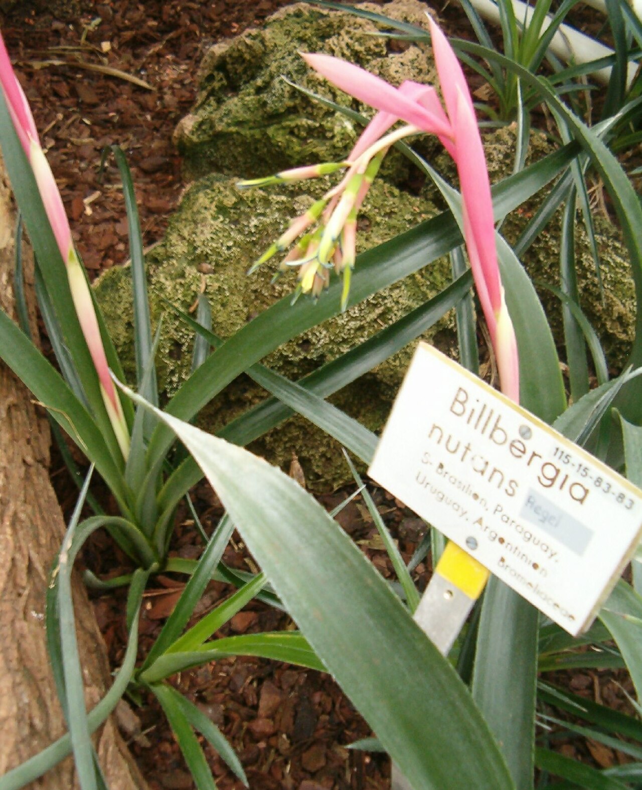Queen's-tears: Location: Botanical Gardens Berlin Dahlem