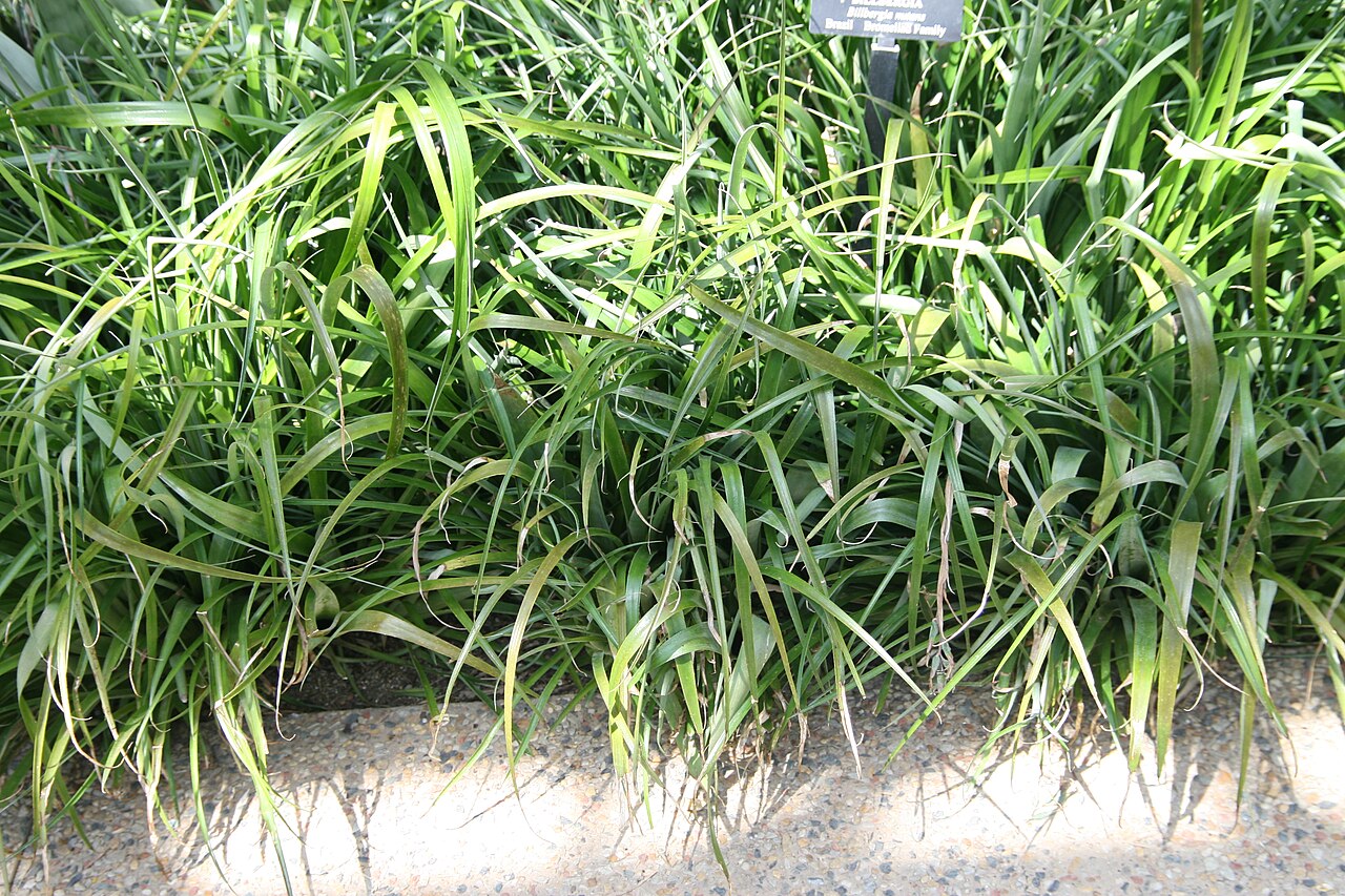 Queen's-tears: Location taken: Longwood Gardens, Kennett Square, Pennsylvania.. Names: Billbergia nutans H.Wendl. ex Regel, Billbergia, Friendship Plant, Queen s Tears, Queens