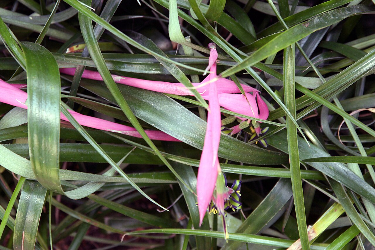Queen's-tears: Location taken: Longwood Gardens, Kennett Square, Pennsylvania.. Names: Billbergia nutans H.Wendl. ex Regel, Billbergia, Friendship Plant, Queen s Tears, Queens