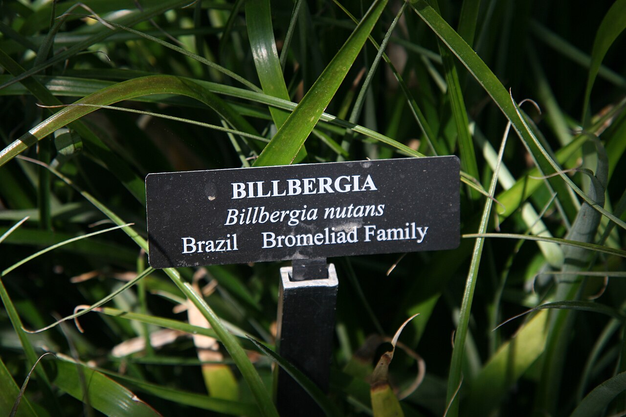 Queen's-tears: Location taken: Longwood Gardens, Kennett Square, Pennsylvania.. Names: Billbergia nutans H.Wendl. ex Regel, Billbergia, Friendship Plant, Queen s Tears, Queens
