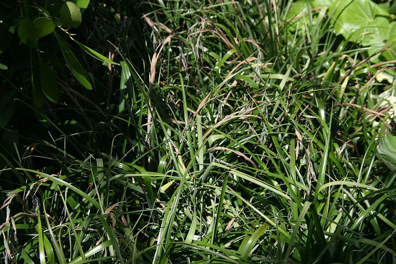 Queen's-tears: Location taken: Longwood Gardens, Kennett Square, Pennsylvania.. Names: Billbergia nutans H.Wendl. ex Regel, Billbergia, Friendship Plant, Queen s Tears, Queens