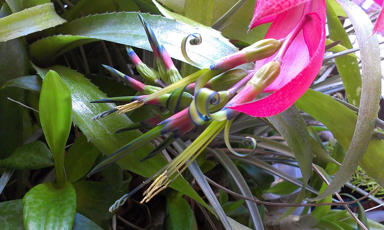 Queen's-tears: This is a photo of the magnificent flower of the Billbergia nutans plant, a type of Bromeliad. I have this plant in my office at work and took the shot with my