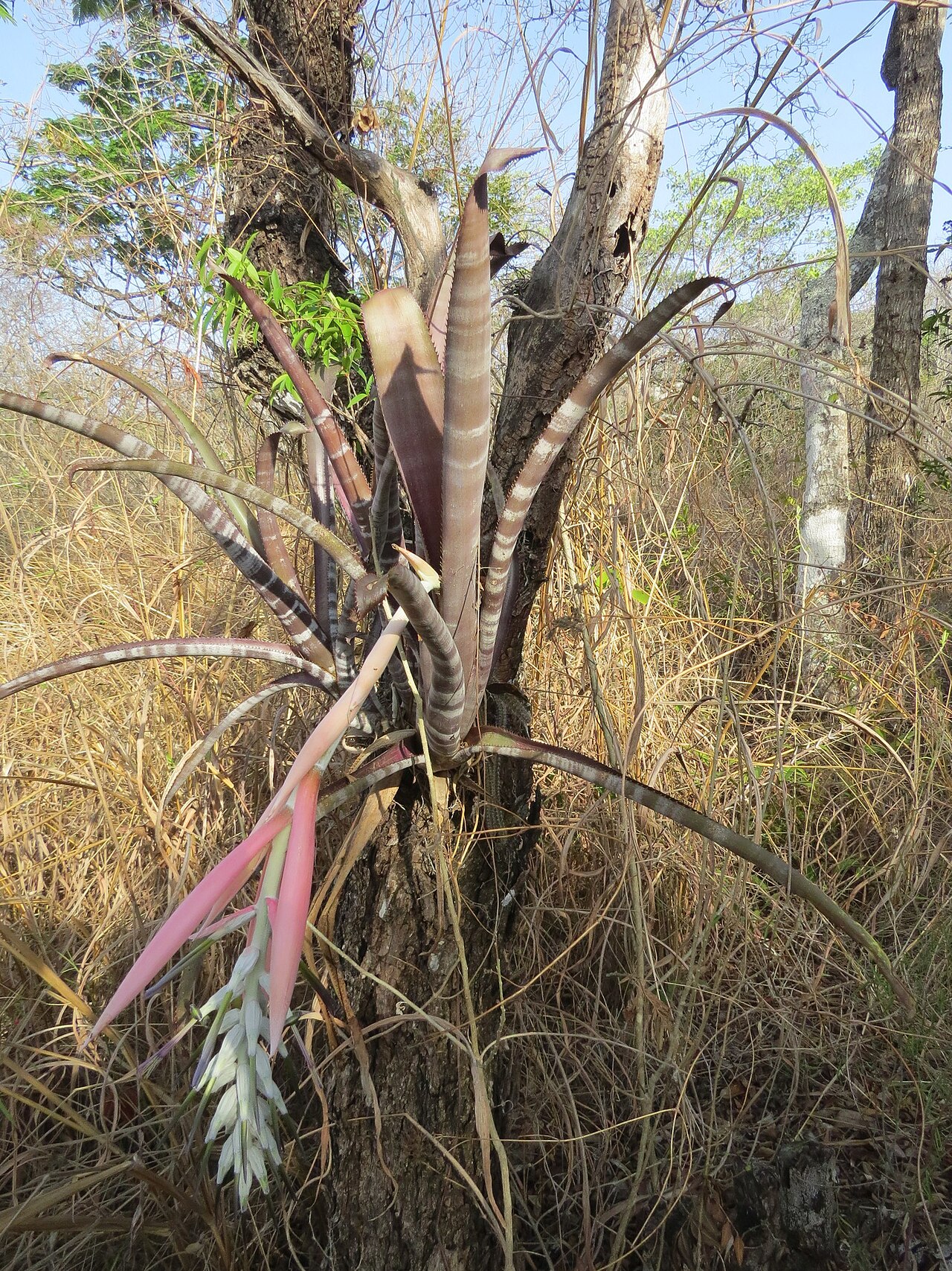 Billbergia pallidiflora: Billbergia pallidiflora . Species of plant.