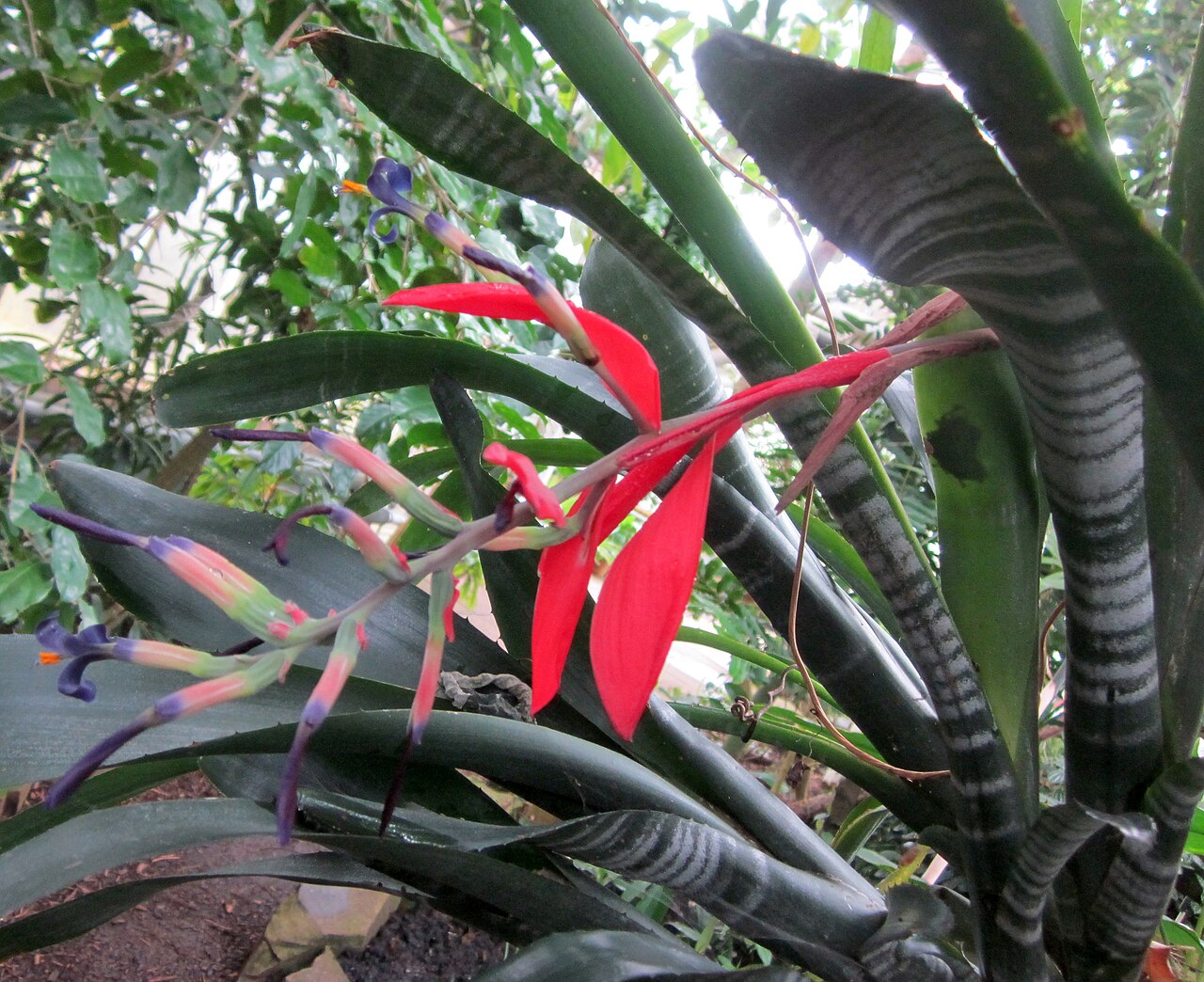 Billbergia porteana: Flowering Billbergia porteana at the University of Cambridge Botanic Gardens, United Kingdom