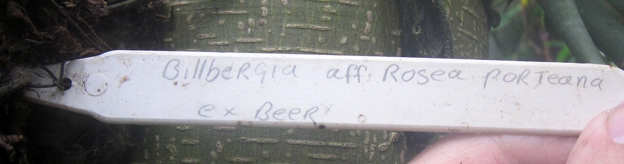 Billbergia porteana: Label of flowering Billbergia porteana at the University of Cambridge Botanic Gardens, United Kingdom.
