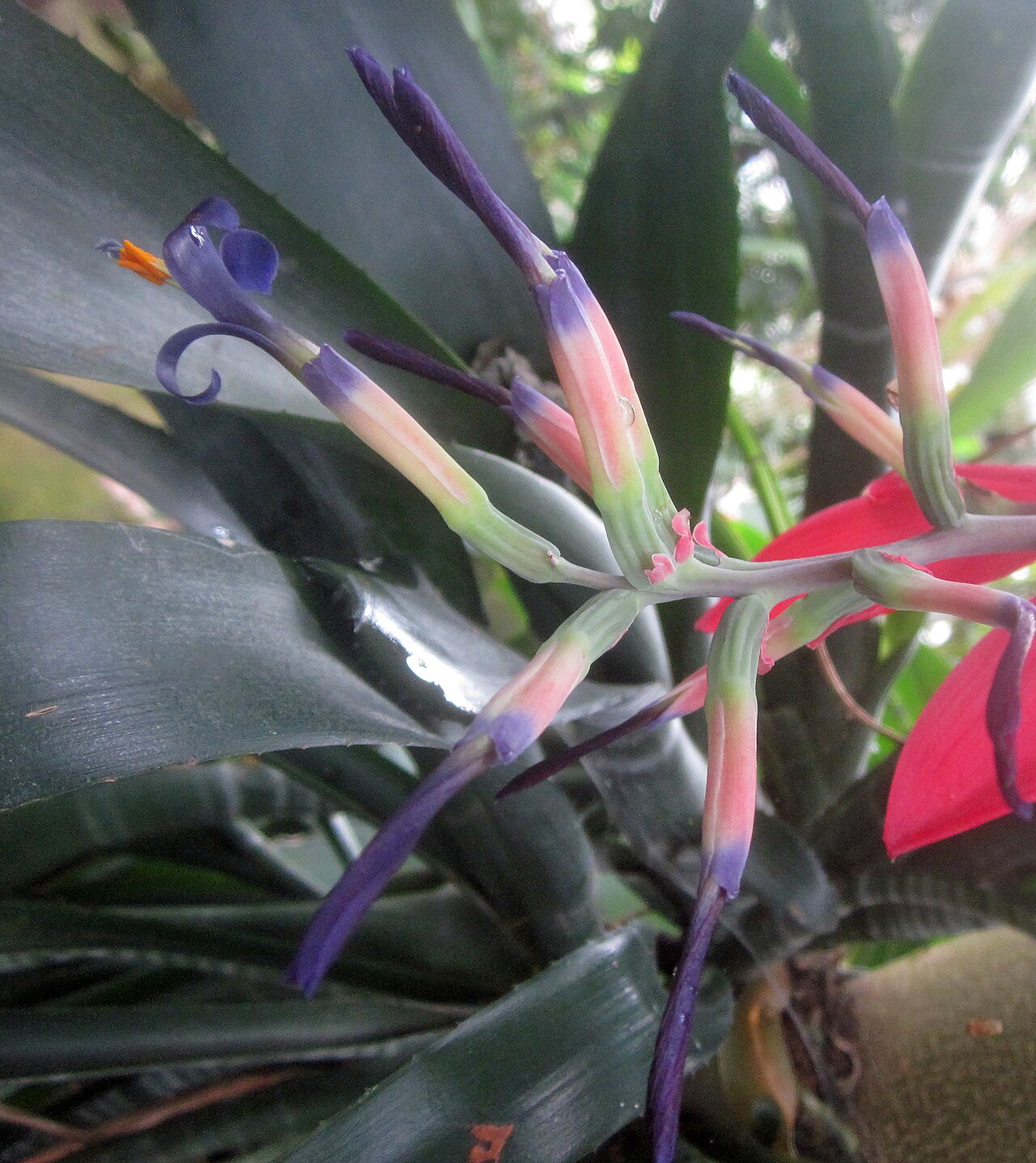 Billbergia porteana: Flowering Billbergia porteana at the University of Cambridge Botanic Gardens, United Kingdom