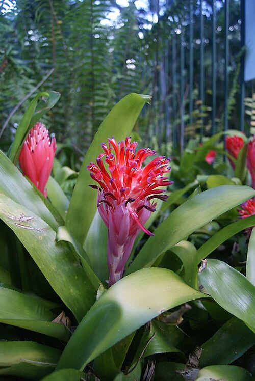 Foolproofplant: Billbergia pyramidalis