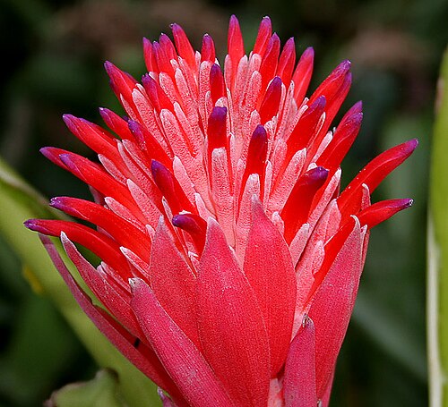 Foolproofplant: Foolproof Plant, Flaming Torch or Summer Torch Billbergia pyramidalis in Hyderabad , India .