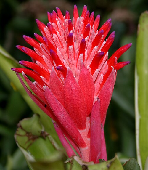 Foolproofplant: Foolproof Plant, Flaming Torch or Summer Torch Billbergia pyramidalis in Hyderabad , India .